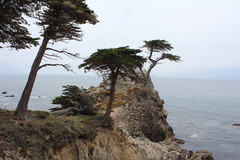 Дорога 17 mile drive, Знаменитые виды с соснами